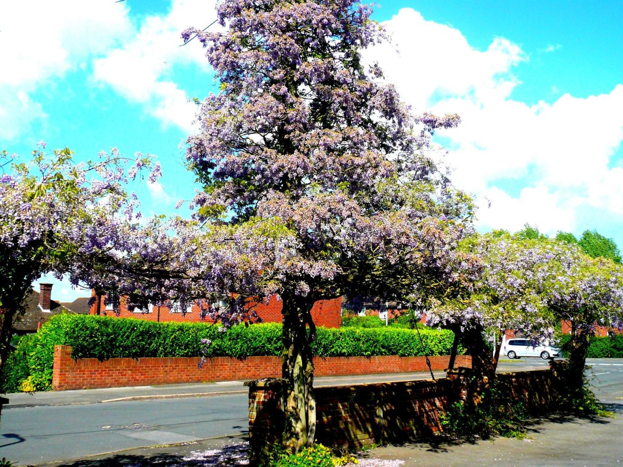 Malvern House ไฮวิคัมบ์ ภายนอก รูปภาพ